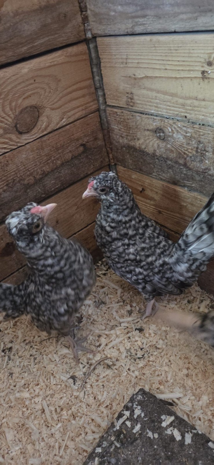 Kriel Haantjes, Dieren en Toebehoren, Pluimvee, Mannelijk, Kip