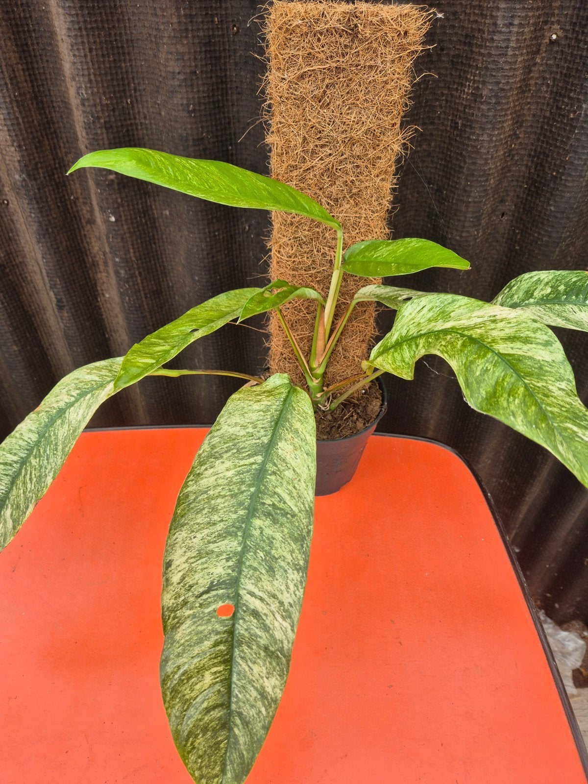 Rhaphidophora Gorilan Variegata p14 (1), Ophalen of Verzenden, Halfschaduw, Minder dan 100 cm