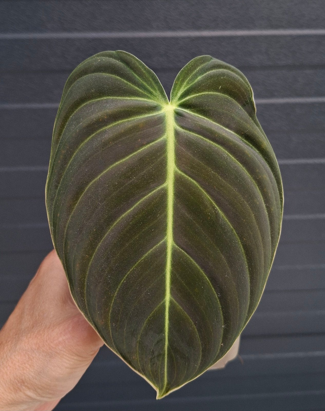 Philodendron Melanochrysum stekje, Ophalen