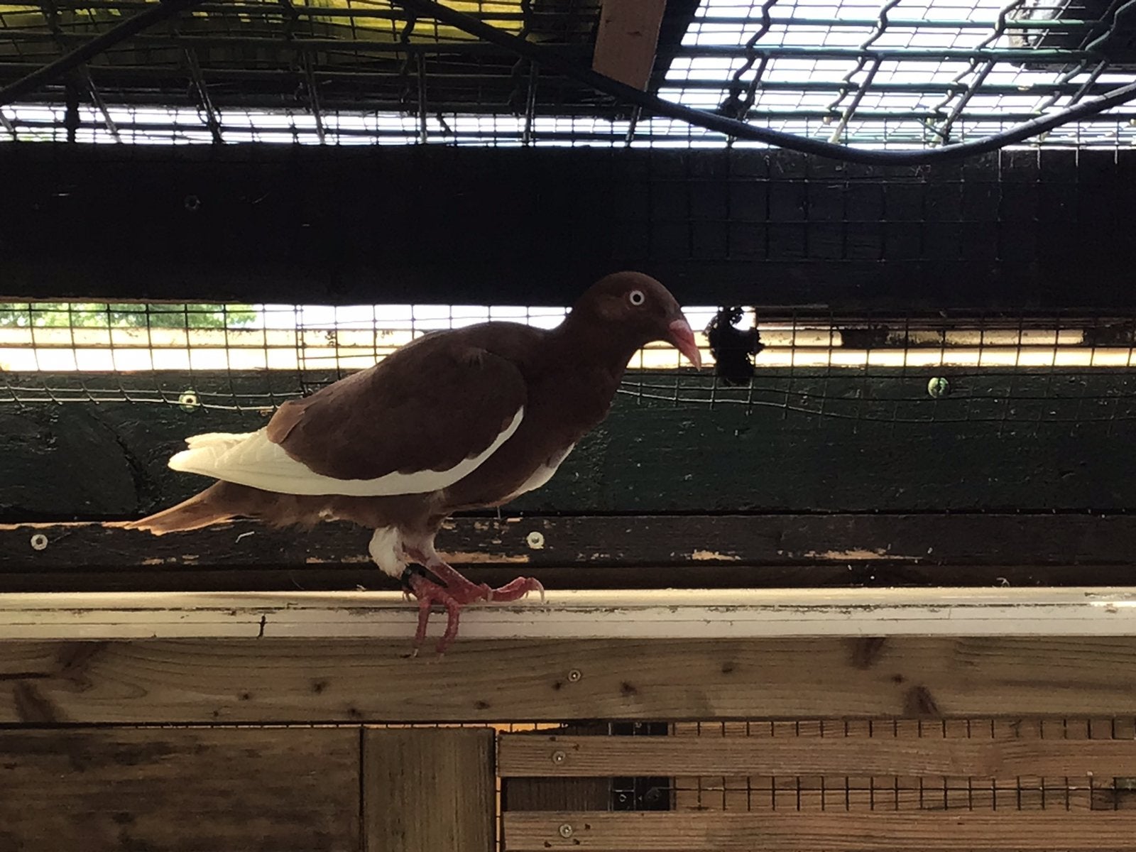 Mooie duiven 30 euro per stuk, Meerdere dieren, Postduif