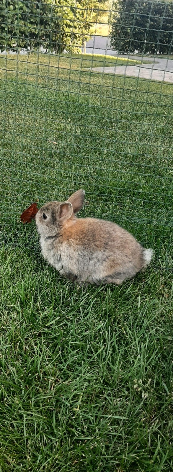 5 lieve tamme konijnen te koop!, Dieren en Toebehoren, Konijnen, Meerdere dieren, 0 tot 2 jaar