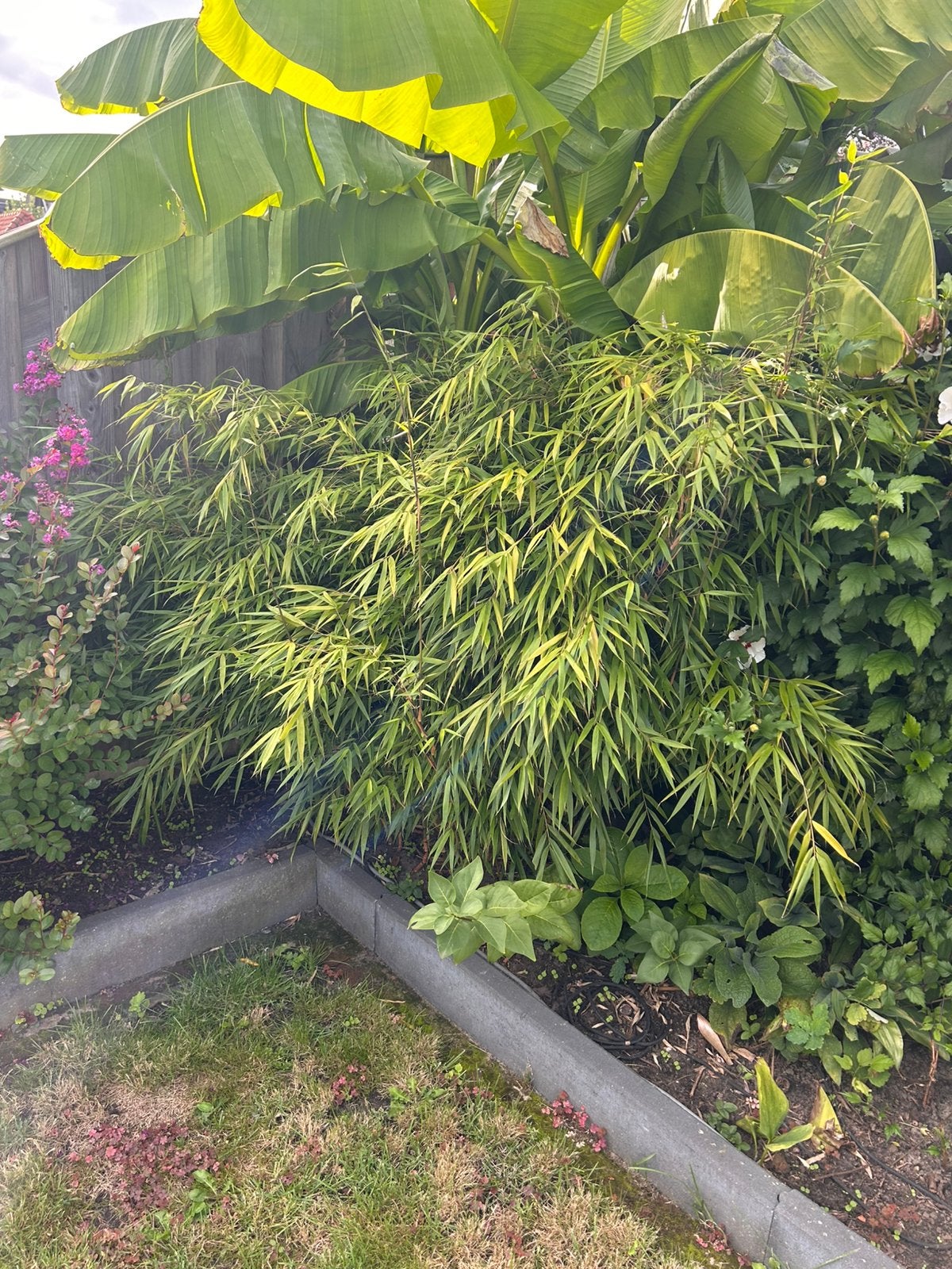 Bamboe te koop, Ophalen, Bloeit niet, Overige soorten, Halfschaduw