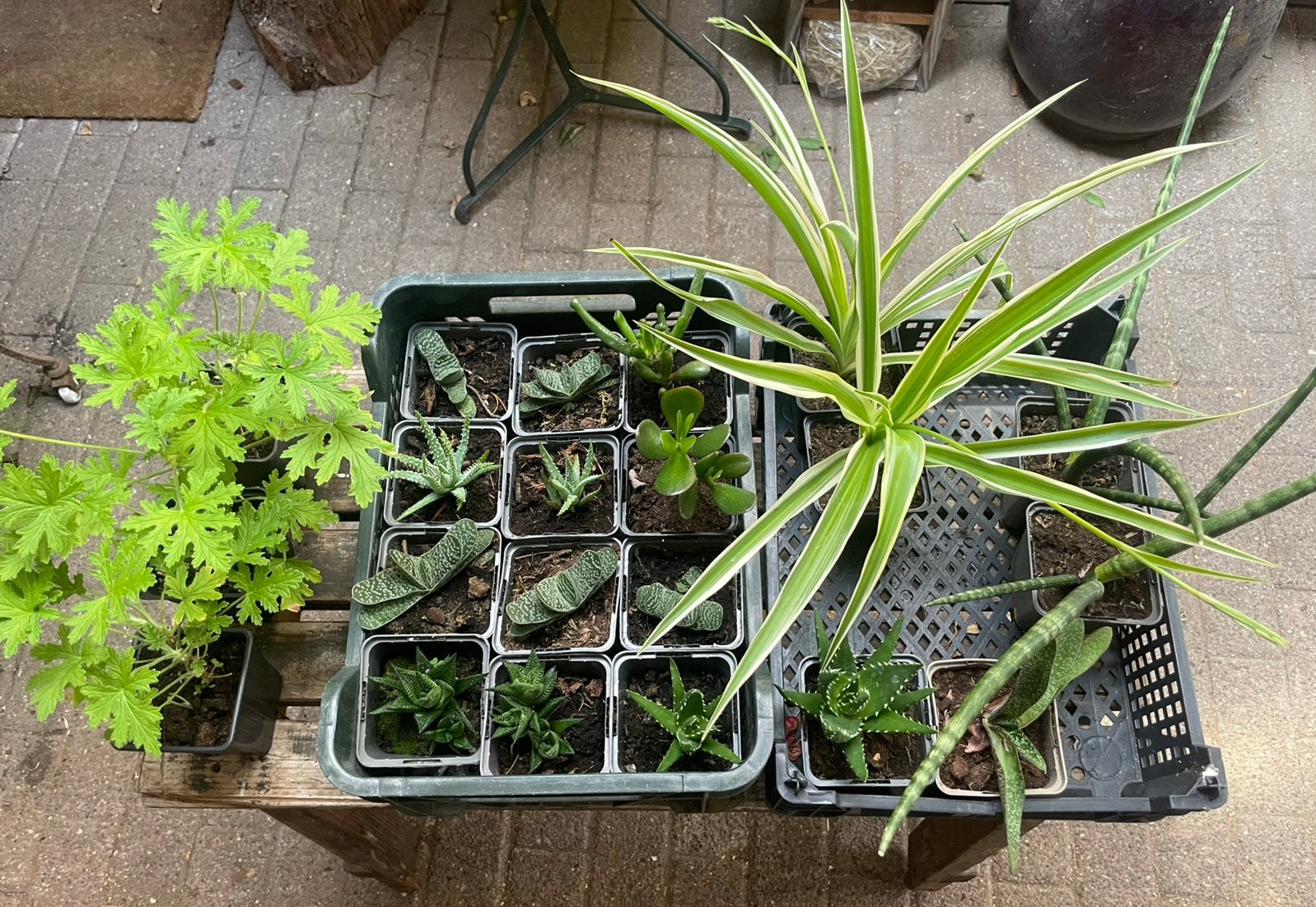Diverse planten, Tuin en Terras, Ophalen, Eenjarig, Groenteplanten, Volle zon