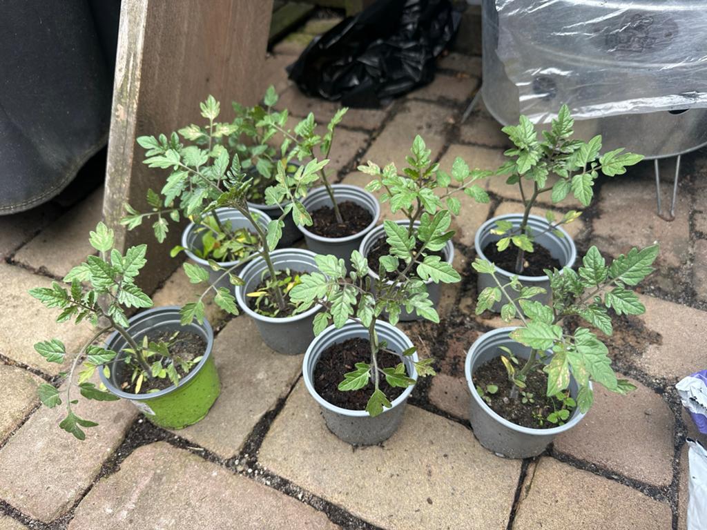 Biologische tomatenplantjes - klaar om te planten!, Tuin en Terras, Ophalen, Volle zon, Groenteplanten, Eenjarig