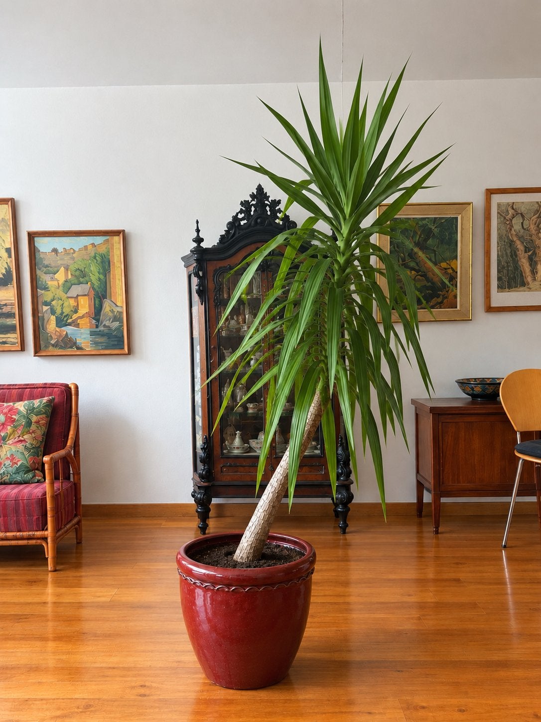 Grote gezonde Yuca plant - 2.70m hoog, Volle zon, Vaste plant, Bloeit niet, Ophalen