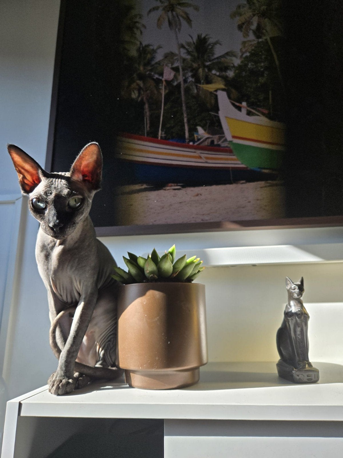 Sphynx kat (3) herplaatster, Dieren en Toebehoren, Poes, Kortharig, 3 tot 5 jaar