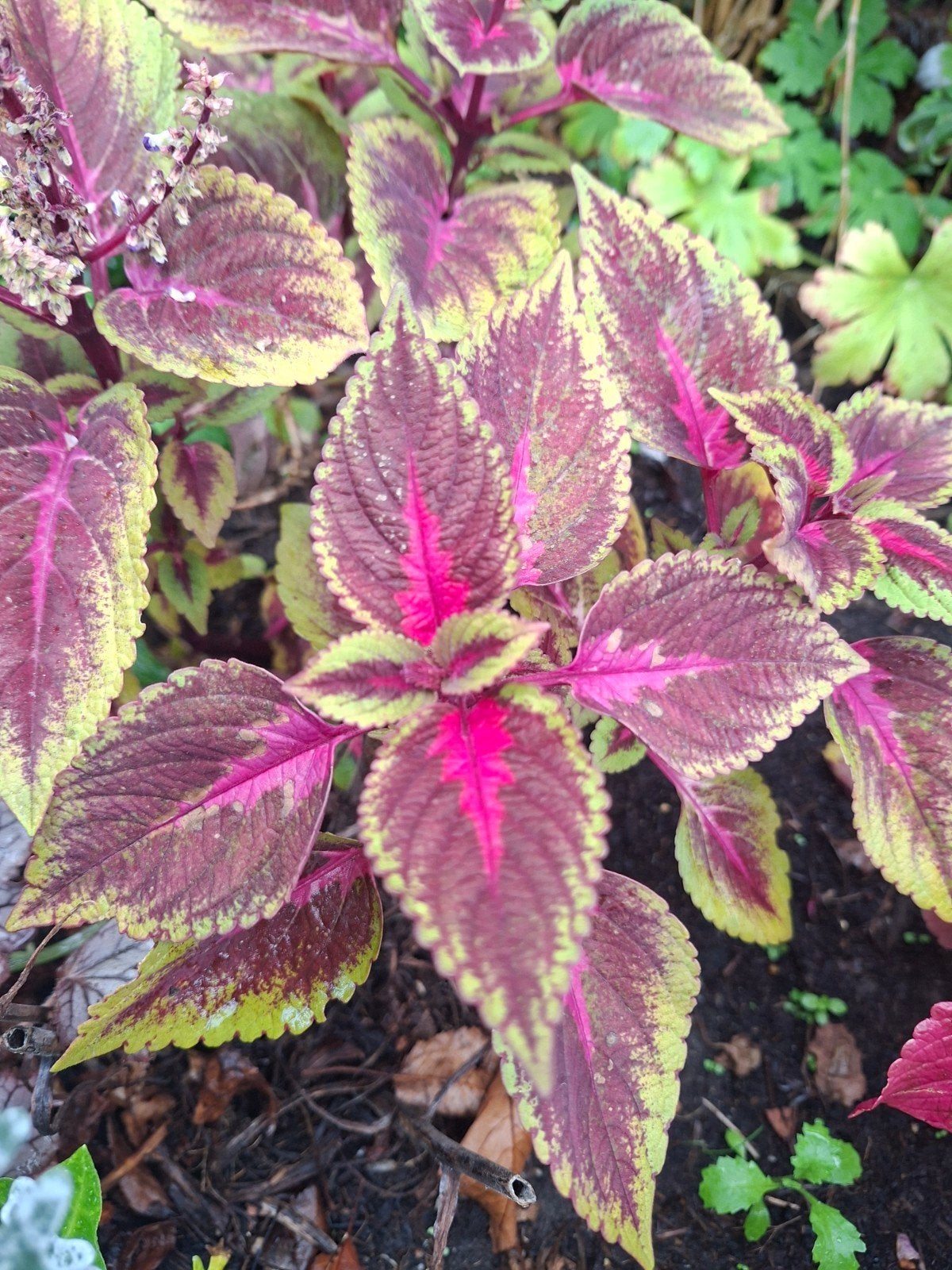 Coleus stekken (5 soorten), Ophalen of Verzenden, Overige soorten, Volle zon