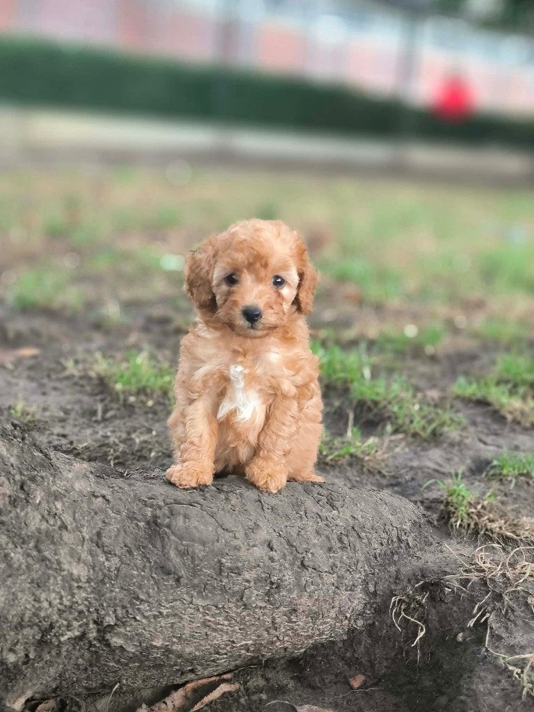 prachtige poedel pupjes bij ons geboren!!, Dieren en Toebehoren, Poedel, Parvo, België, 8 tot 15 weken