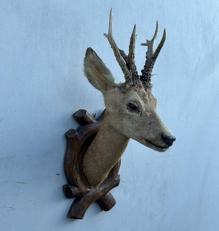Hert, ree met gewei - taxidermie, Ophalen of Verzenden, Gebruikt, Hert, Gewei of Kop