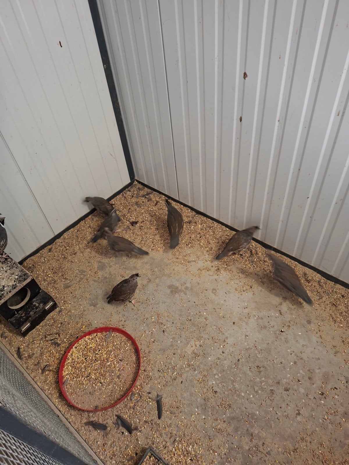 blauwschub  en californische  kuifkwartel, Dieren en Toebehoren, Meerdere dieren