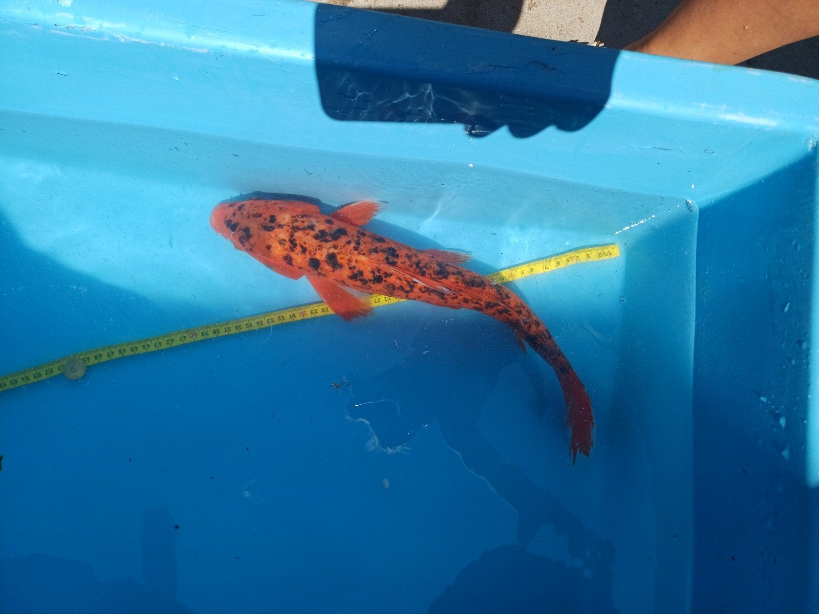 Koi karper mannetje, Dieren en Toebehoren, Vissen | Vijvervissen, Karper of Koi