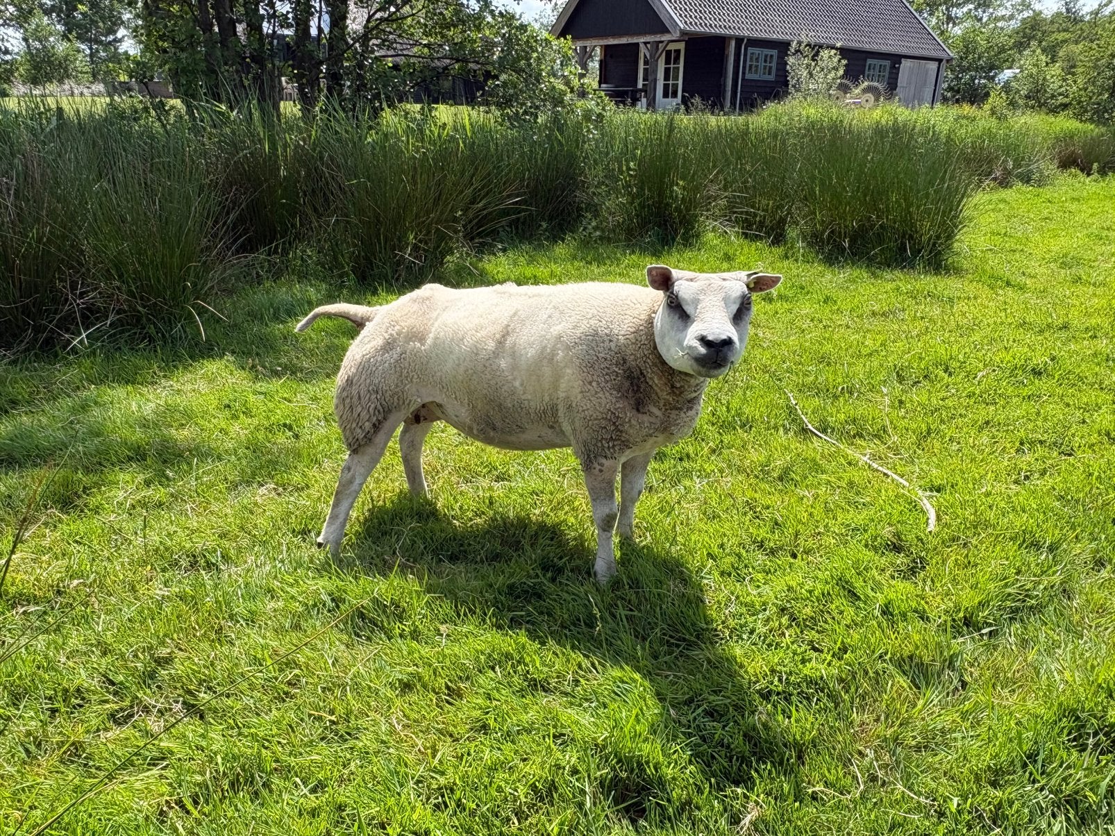 Stamboek texelaar ooien, Vrouwelijk, Schaap
