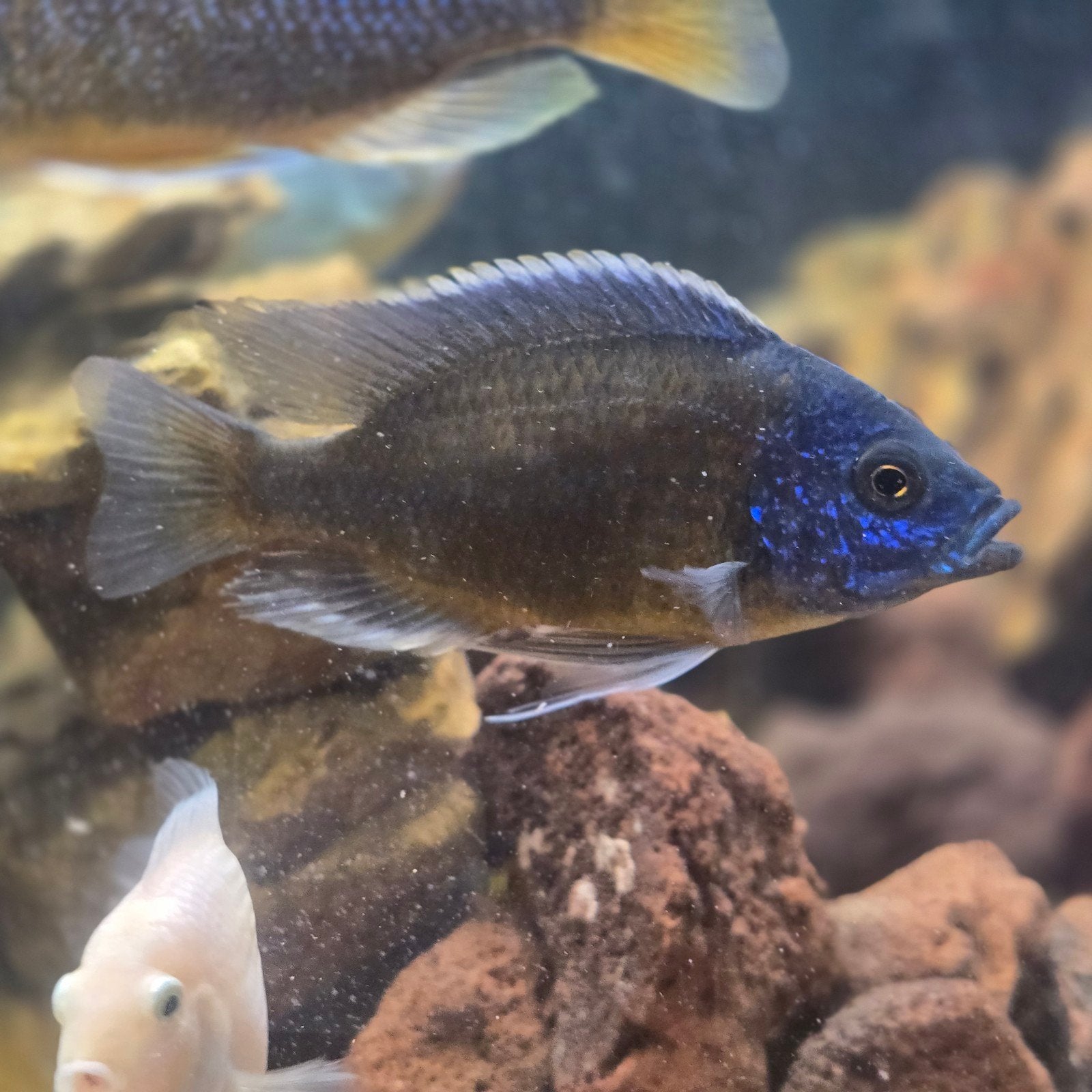 red kadango cichliden GRATIS!, Dieren en Toebehoren, Vissen | Aquariumvissen, Vis