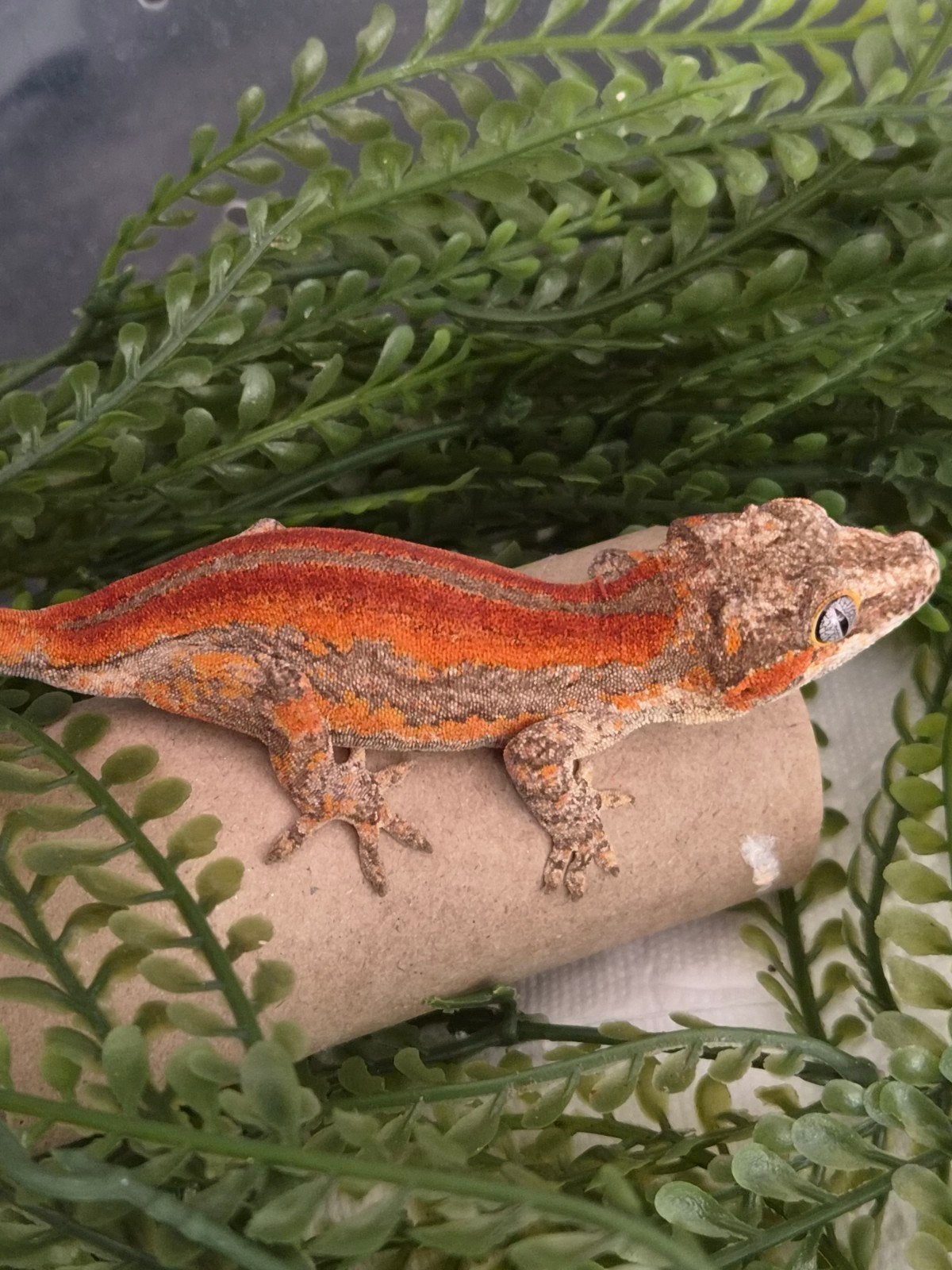 velrode gargoyle gekko, Hagedis, Tam, 0 tot 2 jaar