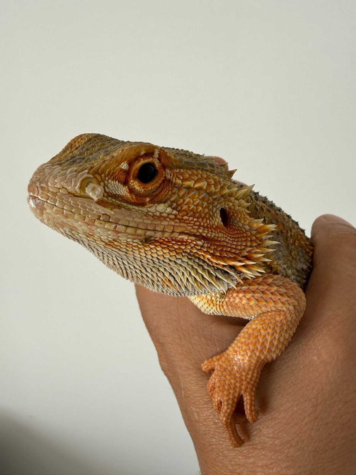 Baardagaam met terarium te koop Bearded Dragon photo 7