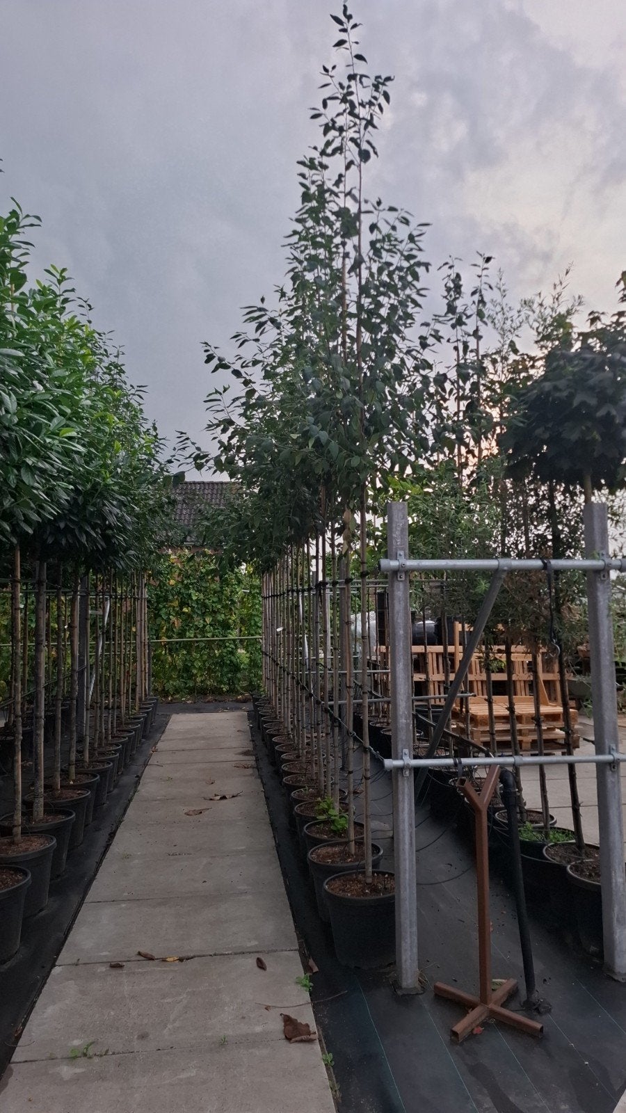 amelanchier krentenboom hoogstam, Tuin en Terras, Planten | Bomen, Zomer, Volle zon, In pot, Overige soorten