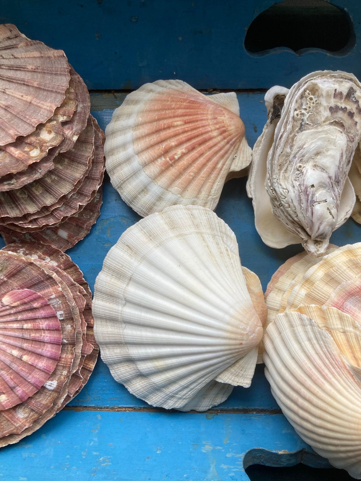 Schelpen, Zee en Strand, Verzenden, G, Overige typen