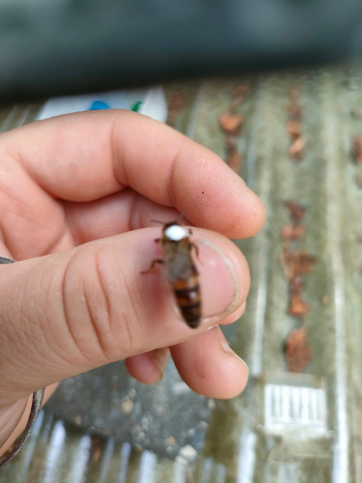 Carnica koninginnen, Dieren en Toebehoren, Insecten en Spinnen, Bijen