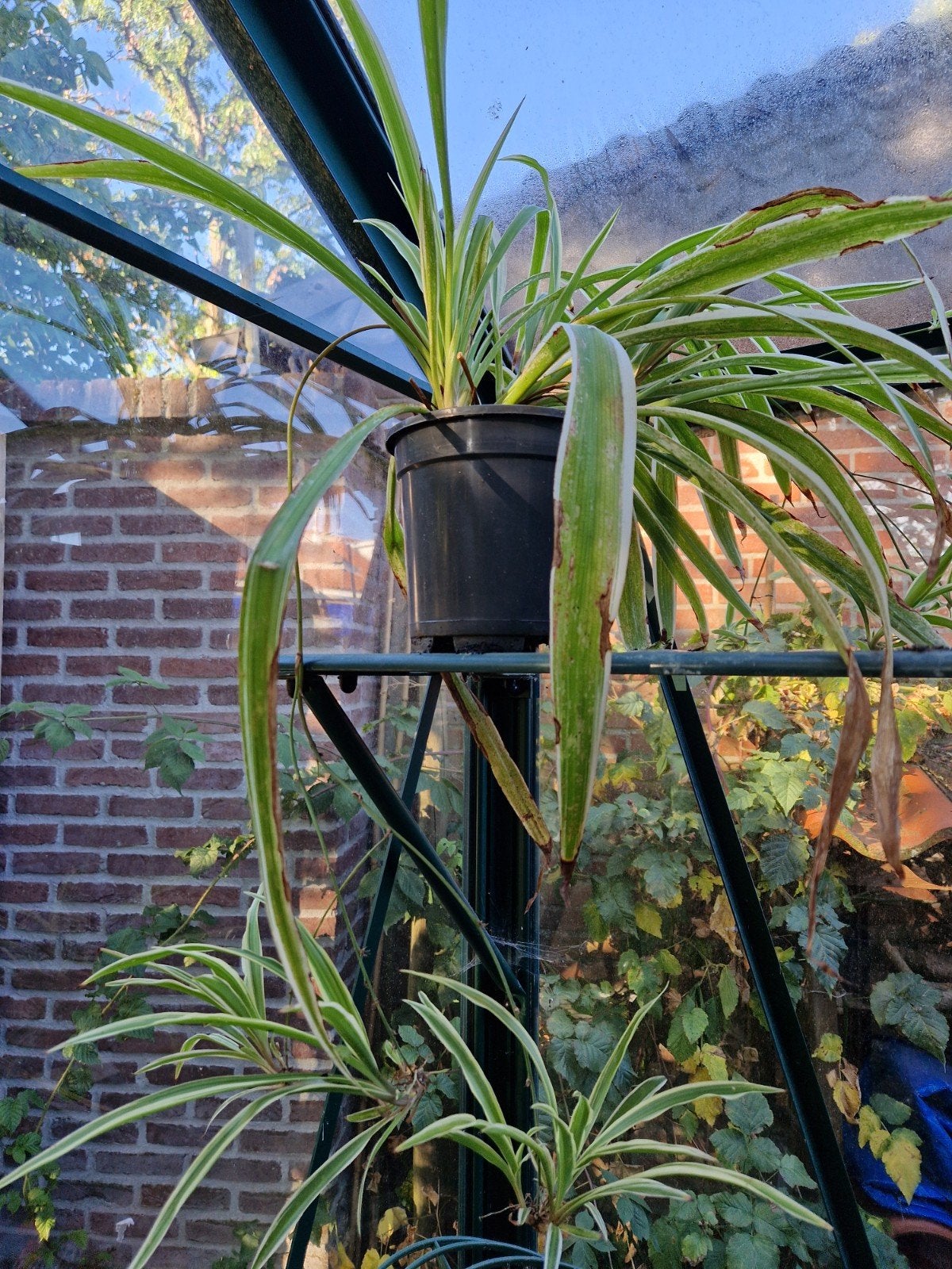 graslelie, Ophalen, Halfschaduw, Minder dan 100 cm