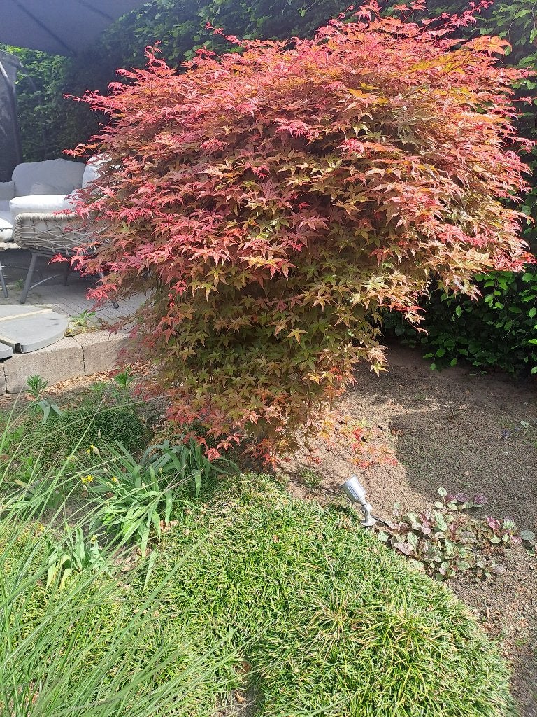 Exclusieve Meerstammige Japanse Esdoorn 30j oud (Beni-maiko), Tuin en Terras, Bloeit niet, Halfschaduw, Overige soorten, 100 tot 250 cm