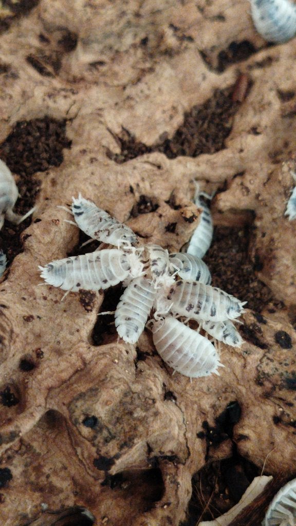 Porcellio laevis " Dairy Cow " pissebedden, Overige soorten