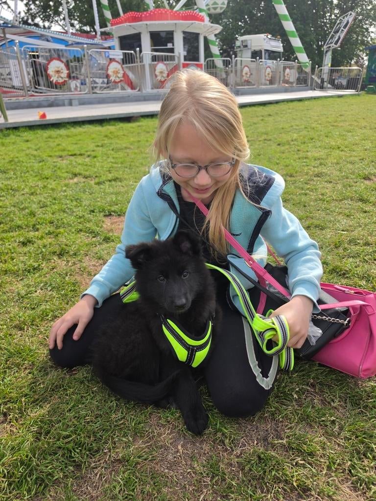 Prachtige x herder puppies te koop mogen meteen mee verhuize, Parvo, 8 tot 15 weken, Meerdere, Meerdere dieren