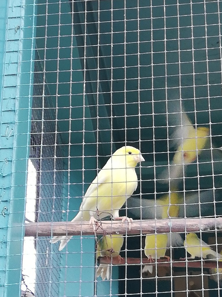KANARIES, Dieren en Toebehoren, Meerdere dieren, Zangkanarie
