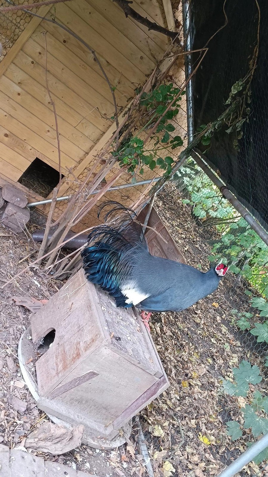 Blauw oorfazant, Dieren en Toebehoren, Pluimvee, Mannelijk