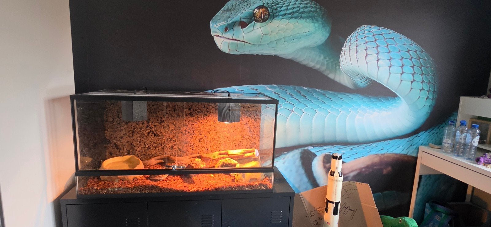 Konings Python incl. therarium en meubel Ball Python photo 5