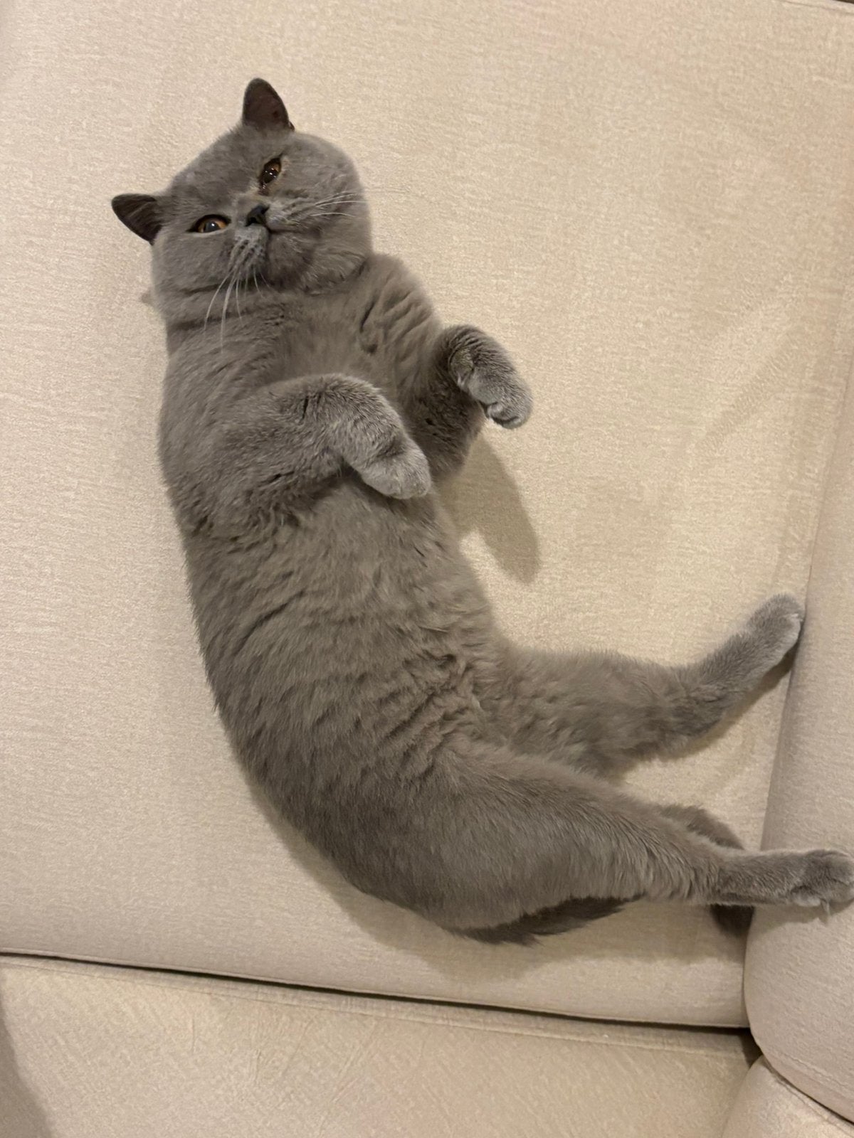 Dekkater mooie raszuivere Britse korthaar, 0 tot 2 jaar