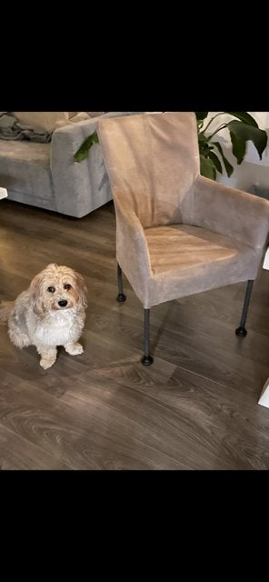 Eetkamerstoelen (leer, taupe, met armleuning), Huis en Inrichting, Stoelen, Ophalen, Gebruikt, Overige kleuren, Leer