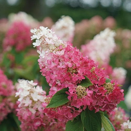Hydrangea paniculata 'Pinky Winky' / 7,5 liter pot, Ophalen of Verzenden, Overige soorten, Halfschaduw