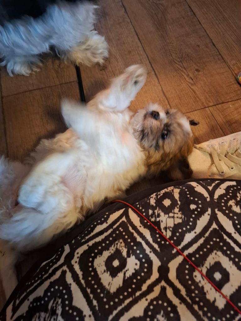 Wegens annulering nog 1 teefje shih- tzu, Overige rassen, 8 tot 15 weken, Teef, Parvo