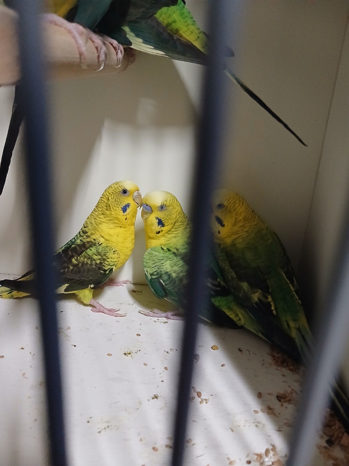 3 koppels bw grasparkieten, Dieren en Toebehoren, Vogels | Parkieten en Papegaaien, Meerdere dieren, Parkiet