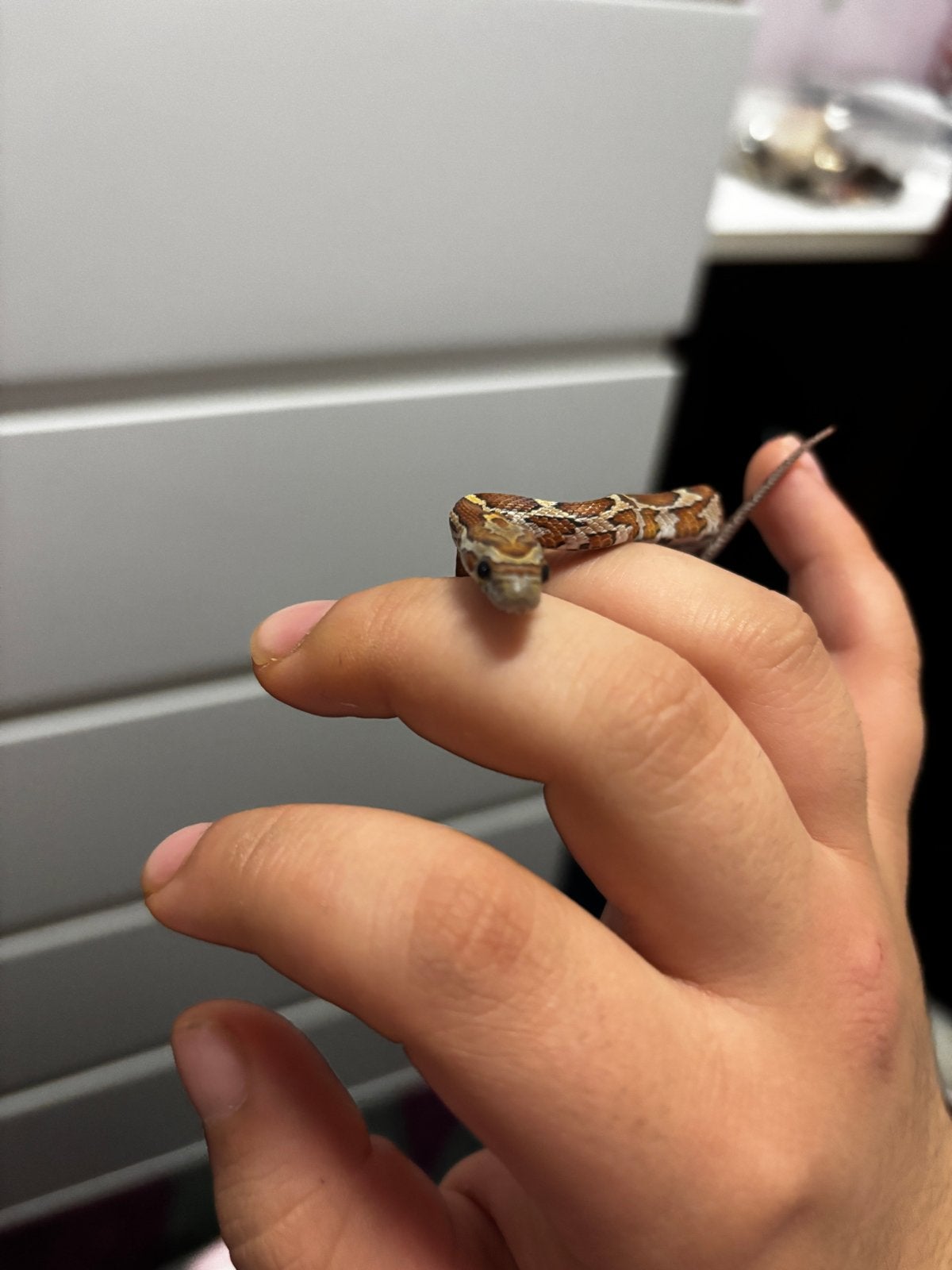 Korenslang Corn Snake photo 2