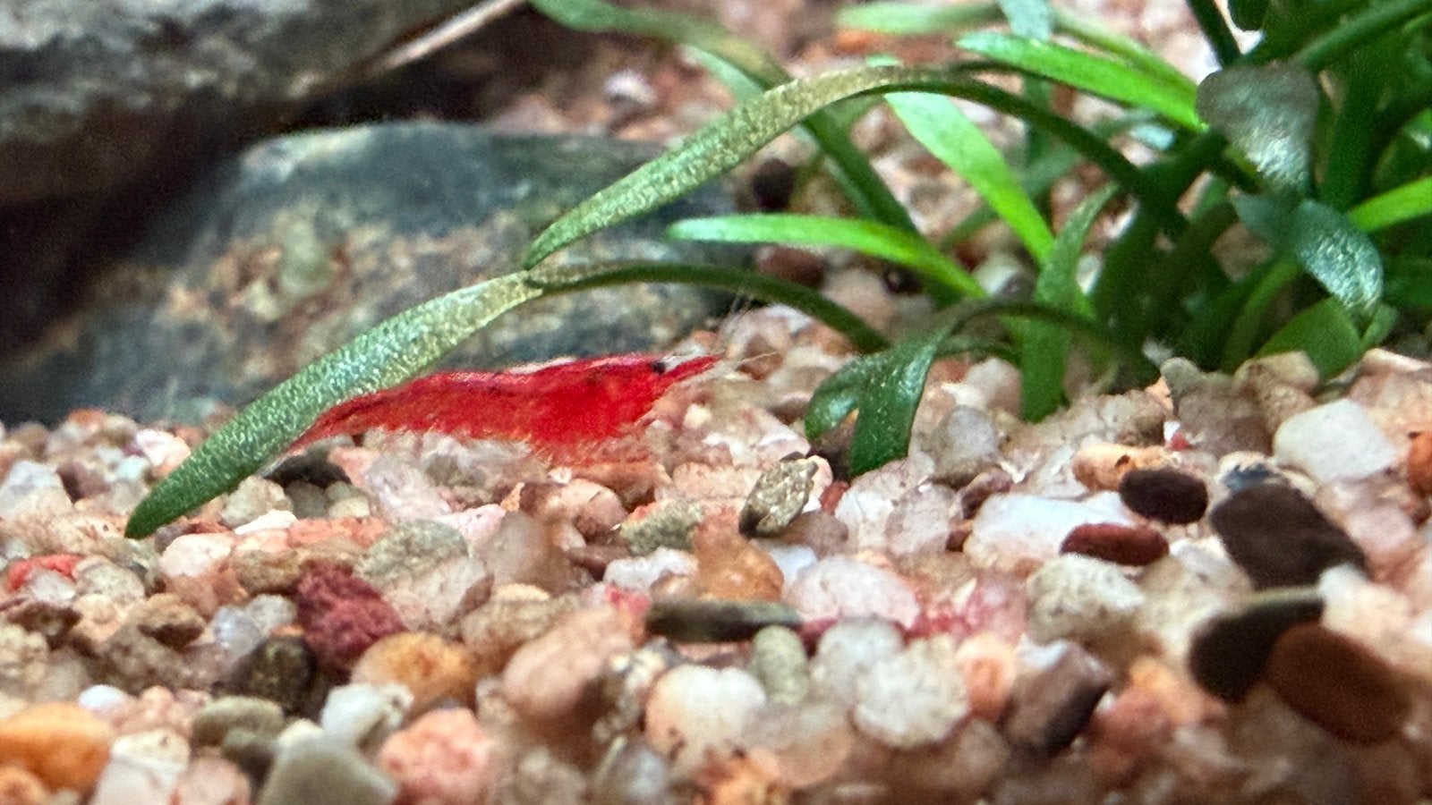Jonge neocaridina davidi bloody mary garnalen, Kreeft, Krab of Garnaal
