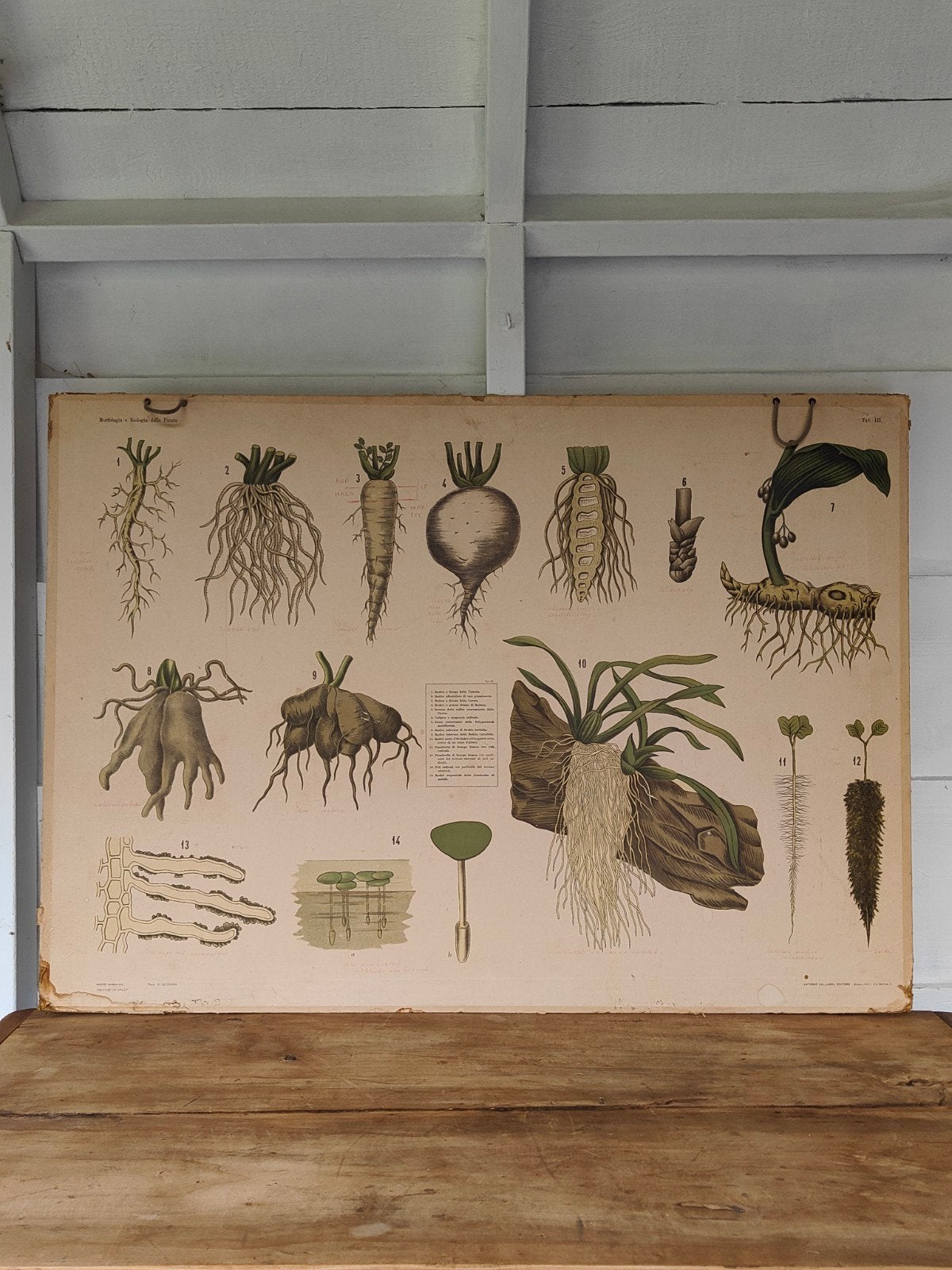 Vintage botanische Schoolplaat - Morfologie Planten, Antiek en Kunst, Ophalen, Natuur en Biologie