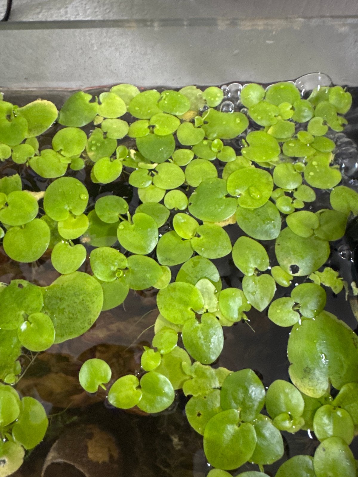 Amazon Frogbit (Limnobium laevigatum), Ophalen, Nieuw
