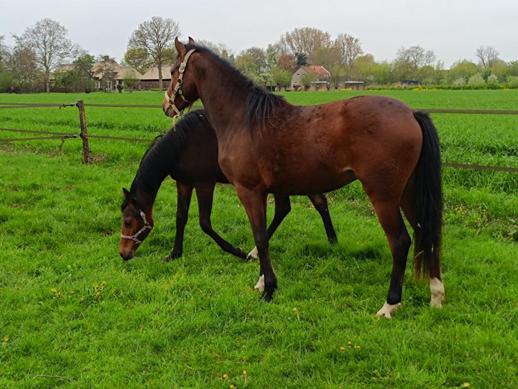 Te koop  een 1 jarige en een 2 jarige d pony merrie, Dieren en Toebehoren, Pony's, Merrie, 0 tot 2 jaar