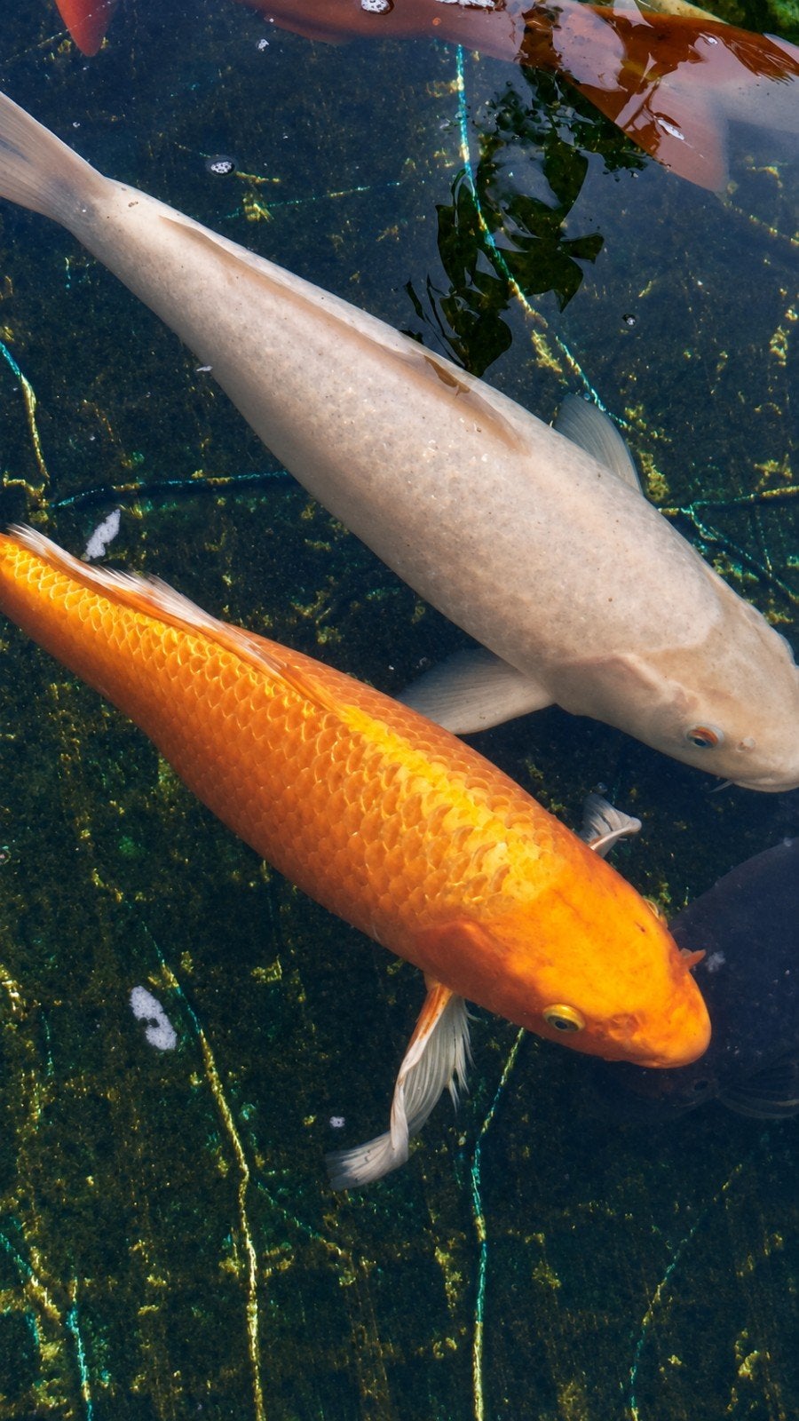 goude butterfly koi, Dieren en Toebehoren, Vissen | Vijvervissen, Karper of Koi