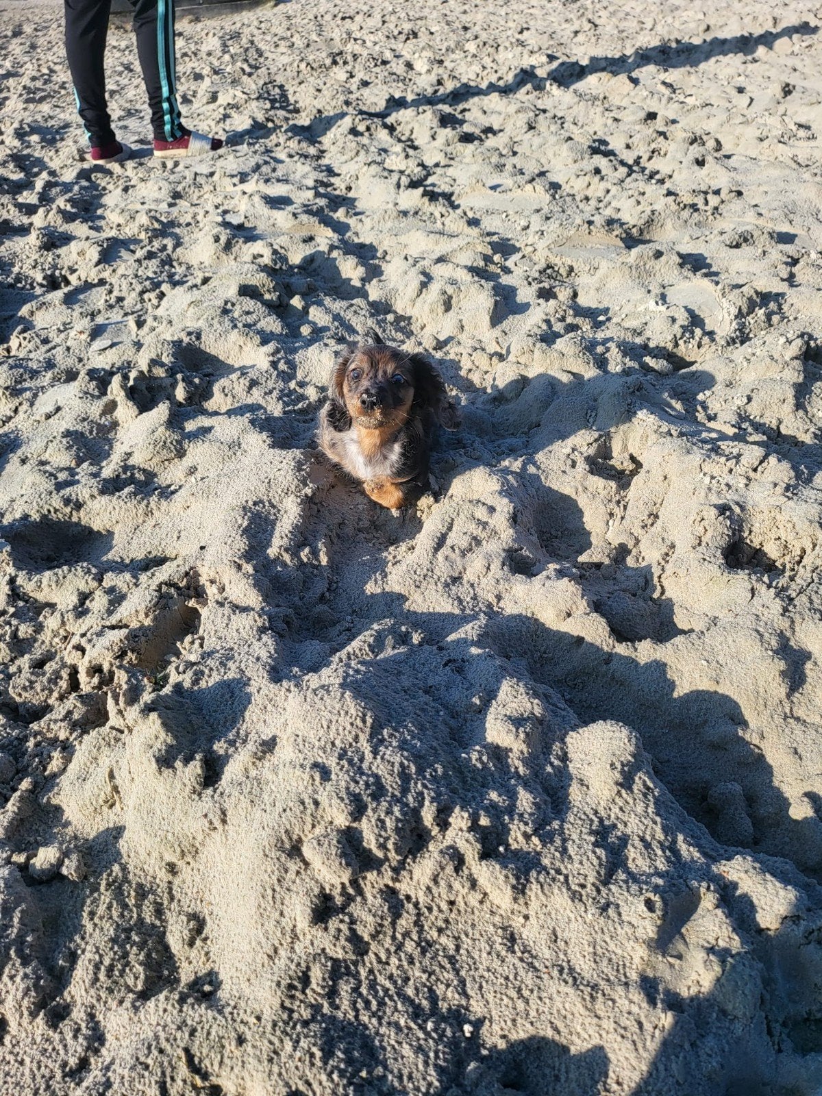 Teckel senda, Dieren en Toebehoren, 15 weken tot 1 jaar, Reu, Dwerg, Langhaar