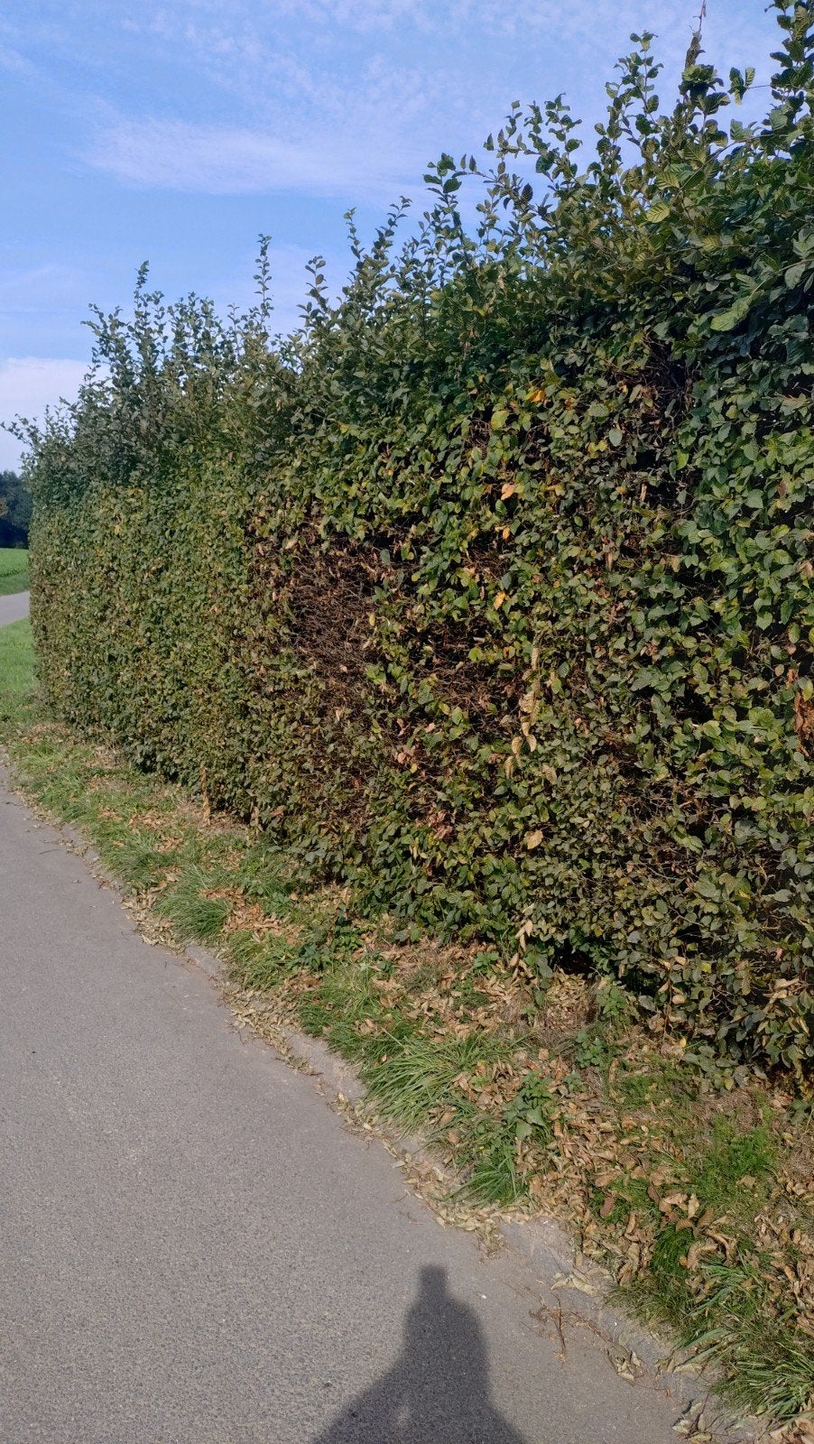 Heg scheren, Tuinonderhoud of Snoeiwerk