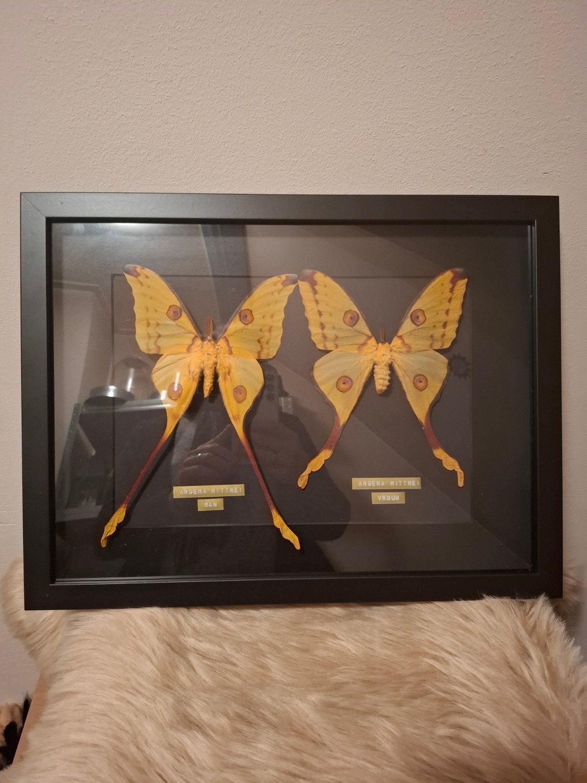 Geprepareerde vlinders., Ophalen, Nieuw, Insect, Opgezet dier