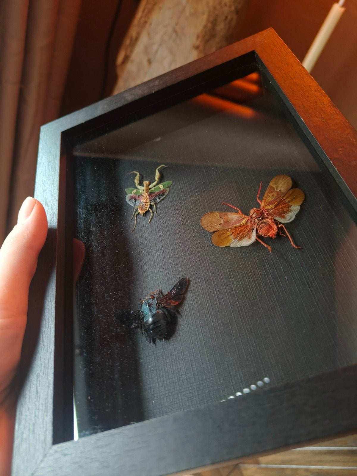 Lijst met insecten, Ophalen of Verzenden, Insect, Opgezet dier