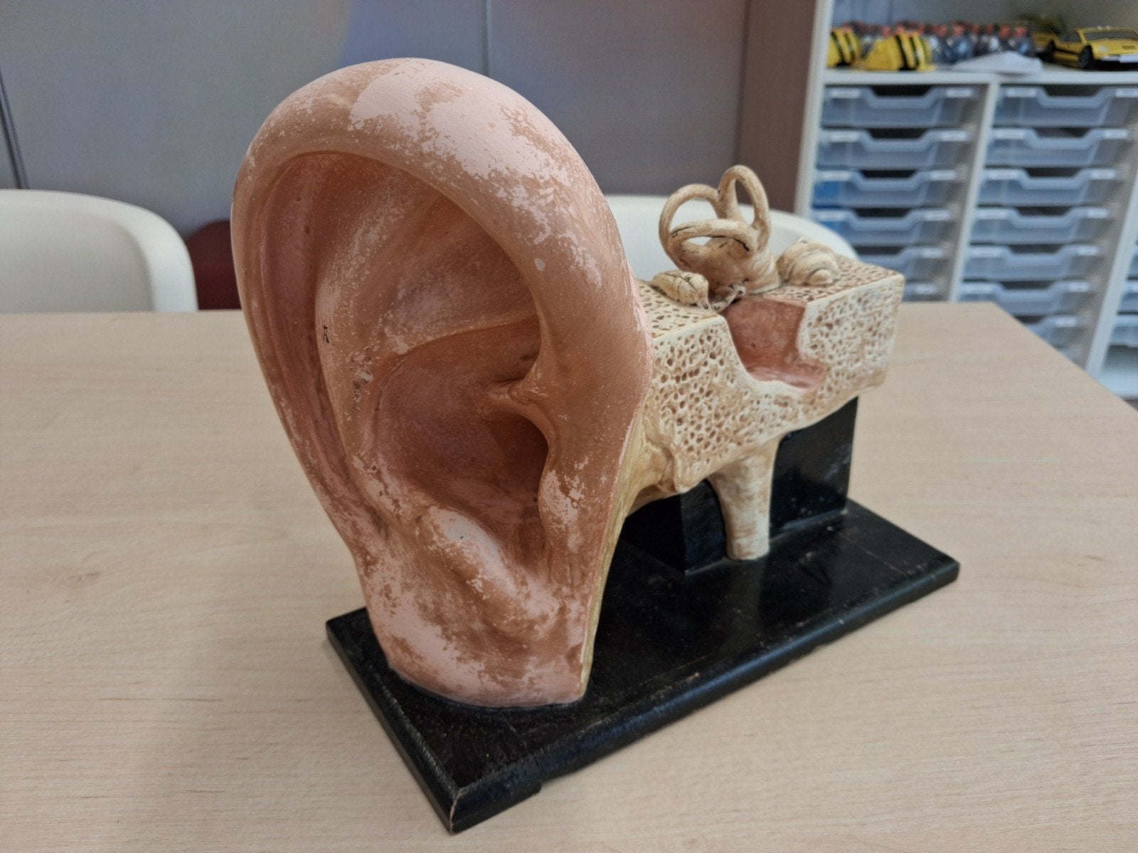 Vintage Anatomisch Oormodel -  (Midden 20e, Ophalen of Verzenden