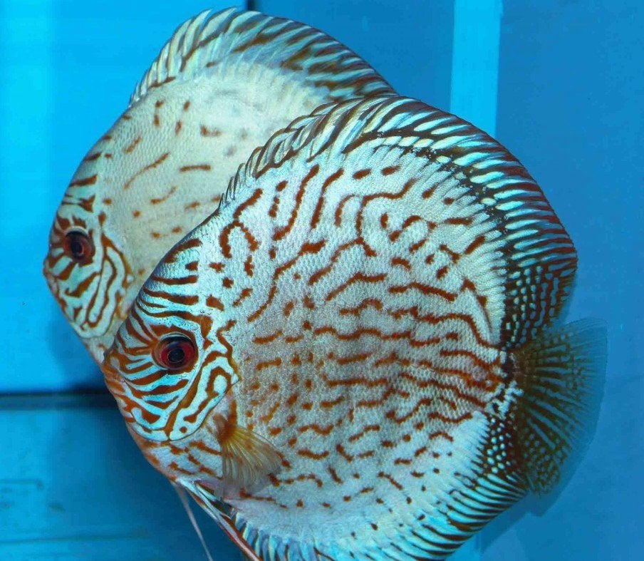 Discus Turquoise blue neon ca 8 cm - siner - Koidreams