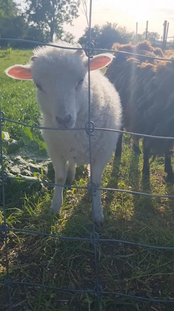 Ouessant ram lam, Dieren en Toebehoren, Mannelijk, Schaap, 0 tot 2 jaar