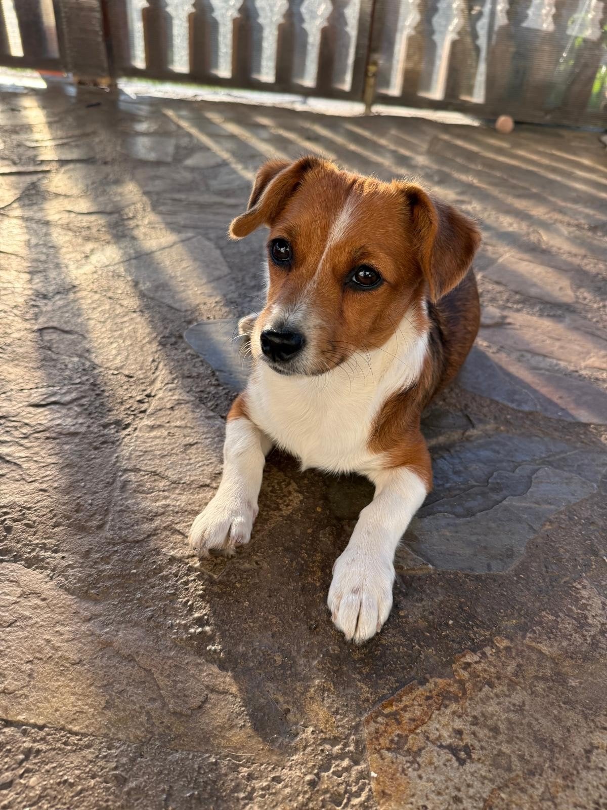 puppy Chanel ter adoptie herplaatser Kleinblijvend, Dieren en Toebehoren, Particulier, 15 weken tot 1 jaar, Overige rassen, Buitenland