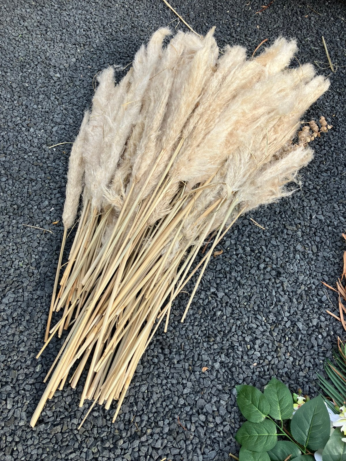 Decoratieve Pampas pluimen - Natuurlijke gedroogde bloemen, Ophalen, Beige, Boho, Zo goed als nieuw