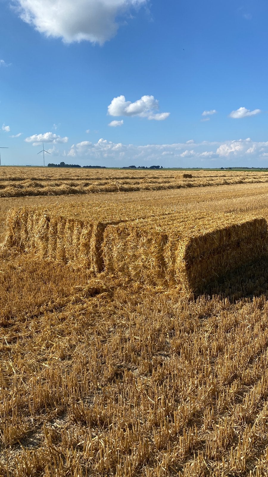 Gerste stro, Dieren en Toebehoren, Stalling en Weidegang
